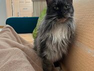 Wunderschöne reinrassige Maine Coon Lady sucht - Hütten