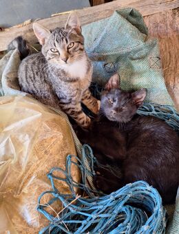 2 Katerchen suchen ein eigenes Revier - Großröhrsdorf