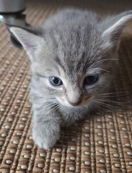 Britische kurzhaar Kitten - Oberriexingen