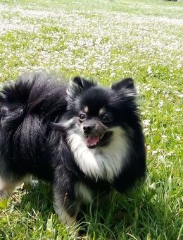 Ich suche eine Freundin - Gemünden (Main)