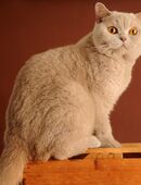 BKH Katze mit Stammbaum in 40599