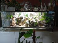 Terrarium - Alzey