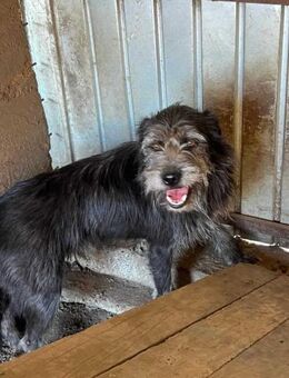 Struppy - großes Herz auf 4 Pfoten 🐾 - Elsdorf (Nordrhein-Westfalen)