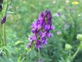 Luzerne Samen Pferde Hühner Futter Pflanze Klee Saatgut Weide Luzernesamen Blumensamen Tierfutter lila Blüten Hase Bienenfreundlich für Garten und Balkon Geschenk SWR Treffpunkt Sommer Blumenwiese in 74629
