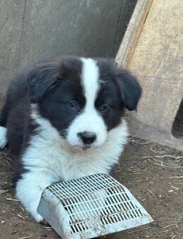 Border Collie Welpen - Neuenhagen (Berlin)