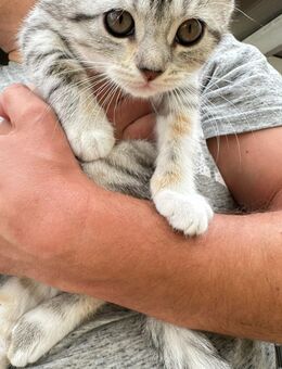 Wunderschöne Chloe sucht ihr Kuschelplatz - Bremen