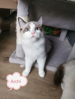 Ragdoll Kitten mit Stammbaum ab sofort - Gochsheim