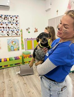 Welpe Lilly sucht ihre Familie - Greifswald