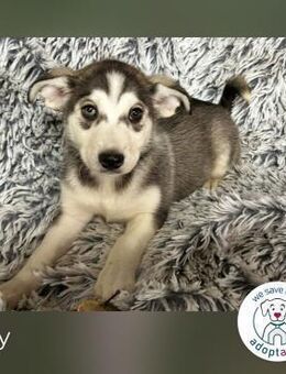 Lilly: Hundekind sucht ein Zuhause - Kirchzell