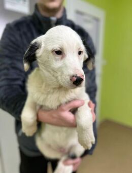 Marvel - Border Collie Mischling - Schlitz