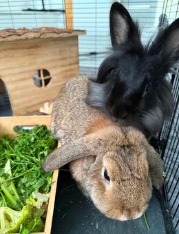 Zwergkaninchen Pärchen - Dortmund