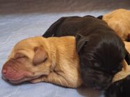 Labrador-Welpen in blond und schwarz - Neuenkirchen (bei Greifswald)