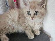 Katzenbabys - Gelenau (Erzgebirge)