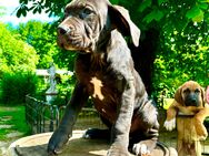 Deutsche Dogge/Bordeauxdogge Mischlinge Welpen - Bleicherode