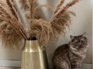 Deckkater Brittisch Langhaar - Wadersloh