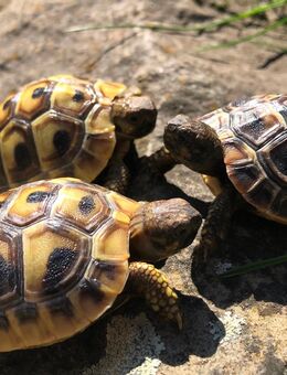 Griechische Landschildkröten aus 2024 und liebevoller Hobbyzucht - Rathenow
