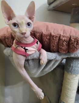 Sphynx Zucker Katze - Berlin