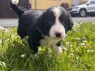 Border Collie Welpen - Sömmerda
