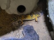 3 weibliche Leopardgeckos ca. 1 Jahr alt - Müden (Aller)