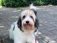 Emil, Biewer Yorkshire Terrier, 8 Monate alt sucht liebevolles Zuhause - Werne