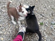 Wunderschöne Siberian Husky Welpen - Dietingen
