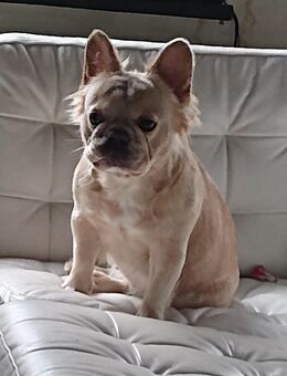 super schöne und süße, fluffy französische Bulldogge - Lathen