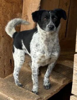 MATILDA - schüchtern und neugierig! - Korschenbroich