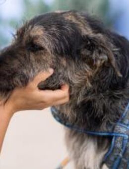 Wo Mika ist, ist das Herz zuhause. - München