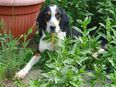 Liebevolle Huendin sucht ein Zuhause in 97528