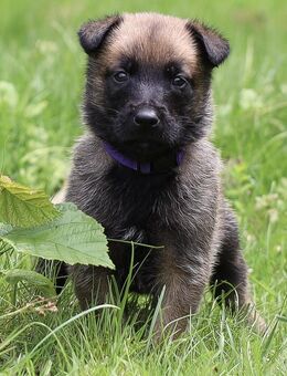Reinrassige Malinois Welpen - Bielefeld Sennestadt