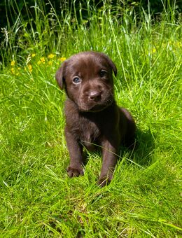 Reinrassige Labrador Welpen in schwarz und braun - Waldeck (Hessen)