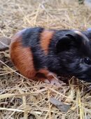 Meerschweinchen Bock Böcke 8 Wochen in 24327