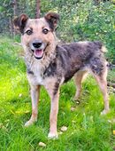 Sportliche Kuschelmaus COSMINA (3) sucht ihre Menschen in 81671