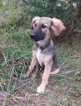 Mimir Welpe sucht sein zu Hause - Rambin