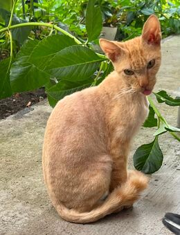 Schöne Katze mit Kräuselhaar 1 Jahr alt mit Impfpass - Sögel