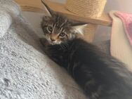 Maine Coon XXL Kitten dürfen ausziehen - Essen