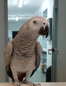 Graupapgei/ Henne Handaufzucht in 30974