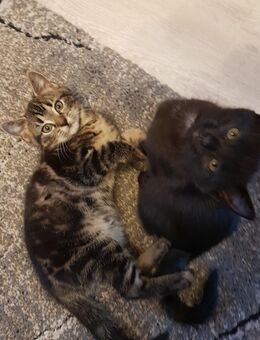 Babykatzen - Hemer
