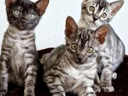 Silber Bengal Kitten mit Stammbaum - Ingolstadt
