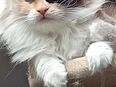 Heilige Birma Ragdoll Katze in 44892