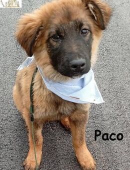 Pacco manchmal sind die kleinsten ... - Kissing