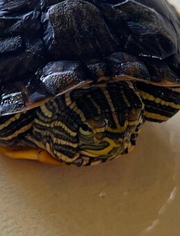 Wasserschildkröte - Größe 5 cm - sehr süß - Asbach-Bäumenheim