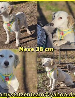 Neve begegnet jedem freundlich - Schafflund