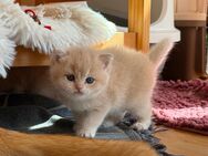 Reinrassige super süße BKH Kitten in lilac golden mit Stammbaum - Köln