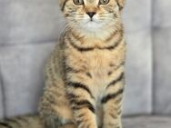British kurz Haare baby Katze - Frankfurt (Main) Fechenheim
