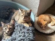 Wundervolle Maine Coon Mix Kätzchen suchen ein liebevolles Zuhause - Wusterhausen (Dosse)