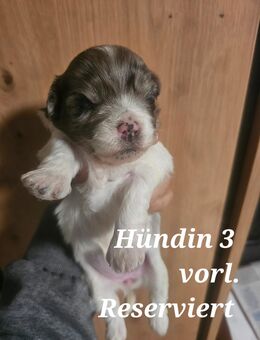 Zuckersüße Maltipoo-Welpen - Osnabrück
