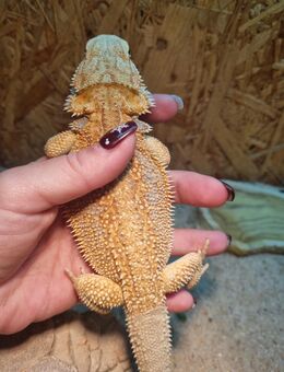 Farb-Bartagamen Jungtier (pogona vitticeps) NZ 06 2025 - Offstein