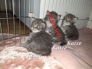 reinrassige Maine Coon Kitten suchen liebevolles Zuhause - Eisenach