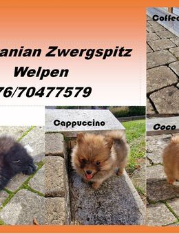 Reinrassiger Pomeranian Zwergspitz Toy Welpe "Blacky" - Mörnsheim